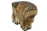 Woolly Mammoth Upper M Molar - North Sea Deposits #337190-1
